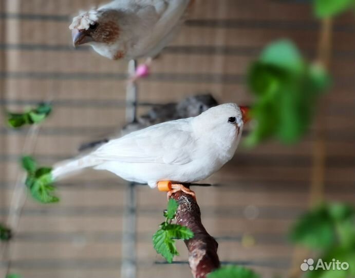 Амадина зебровая