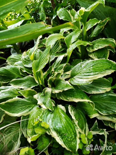 Хоста и асплениум-папоротник