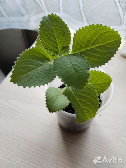 Комнатная мята - плектрантус