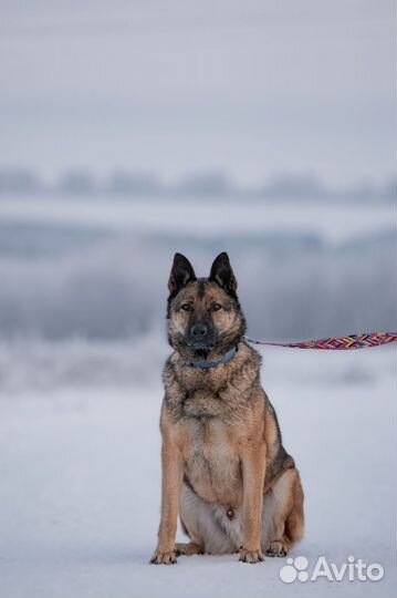 Собака Миша ждет своего хозяина
