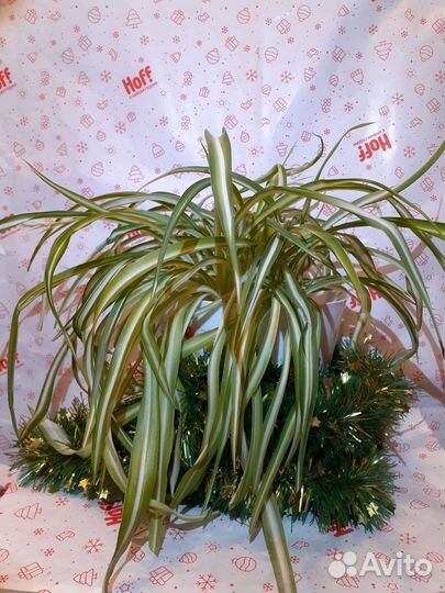 Хлорофитум