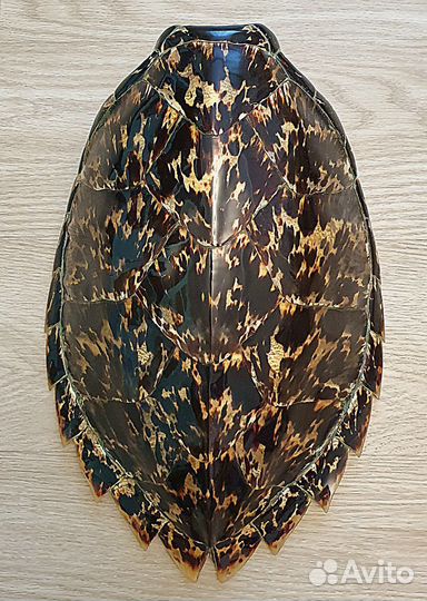 Панцирь морской черепахи