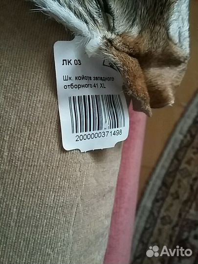 Койот шкура