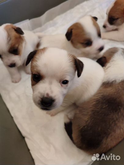 Джек рассел