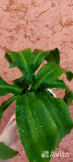 Дерево счастья или драцена