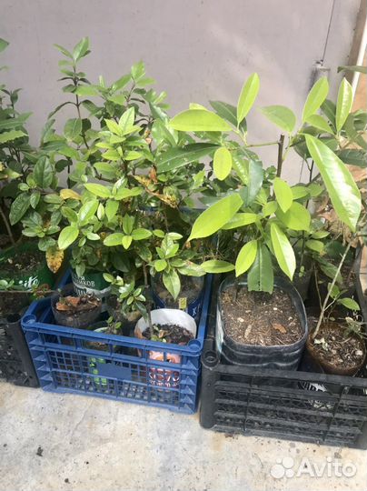 Саженцы гибискуса и других растений