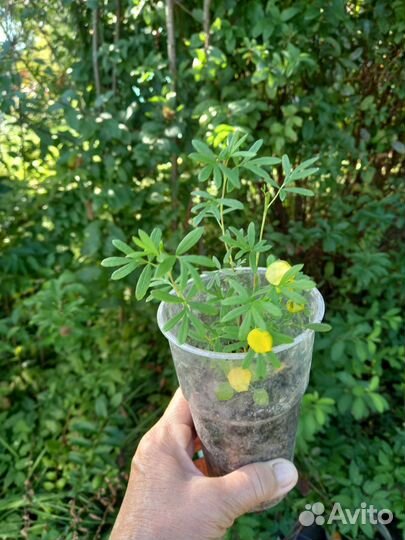 Лапчетка или курильский чай