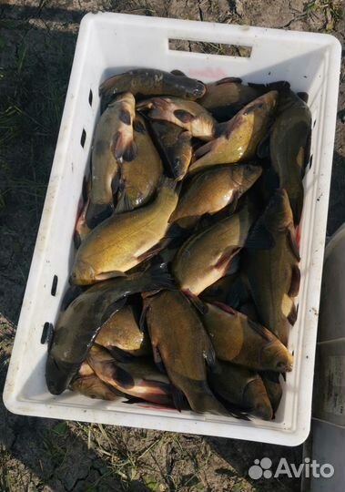 Платная рыбалка