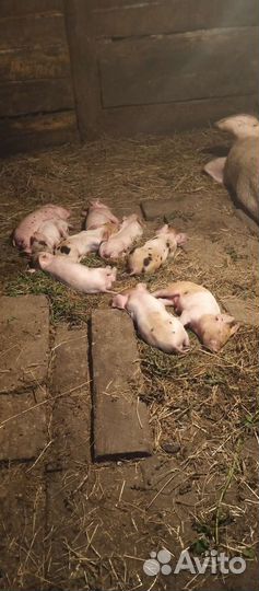 Поросята