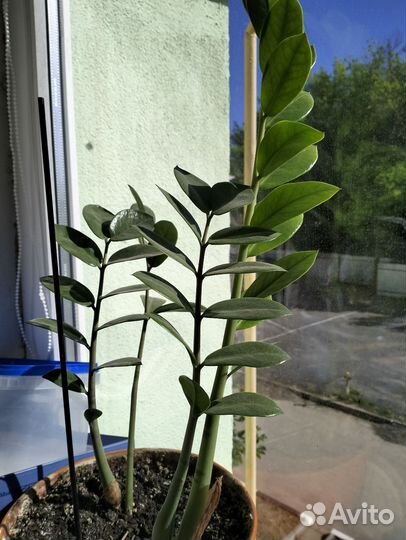 Замиокулькас