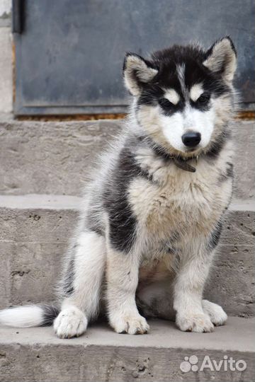 Сибирский хаски с документами