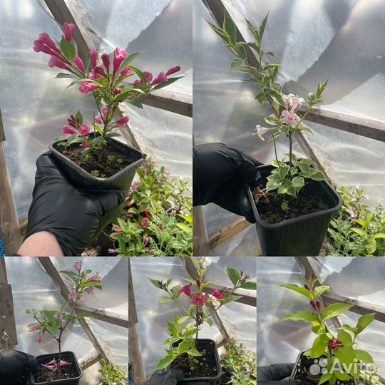 Многолетники для сада цветы