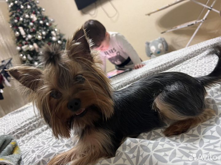 Йоркширский терьер мини