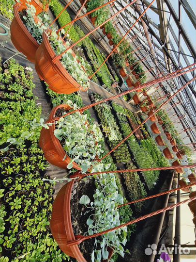 Рассада в розницу и оптом