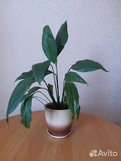 Спатифиллум