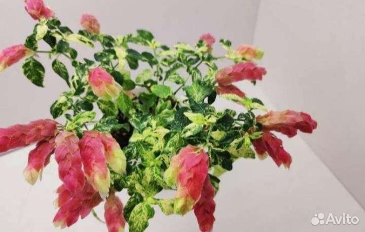 Белопероне вариегатный и с зелёной листвой