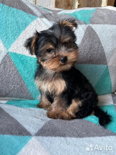 Йоркширский терьер