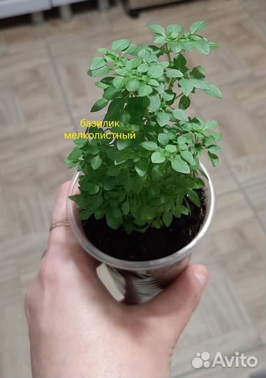 Базилик мелколистный