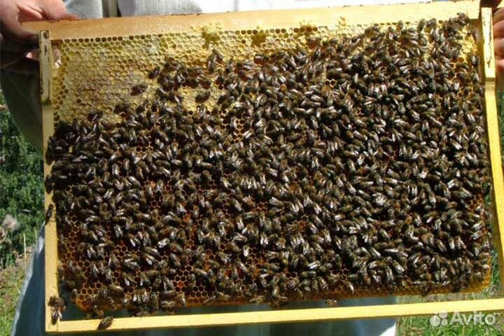 Пчёлы карпатка, карника