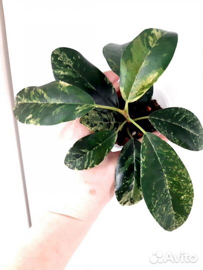 Фикусы Рубигиноза вар.,Ирен,Регидан