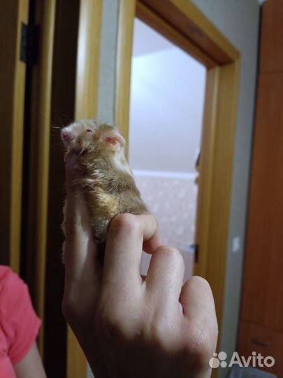 Декоративная мышь