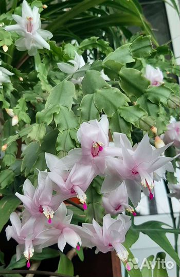 Декабрист шлюмбергера