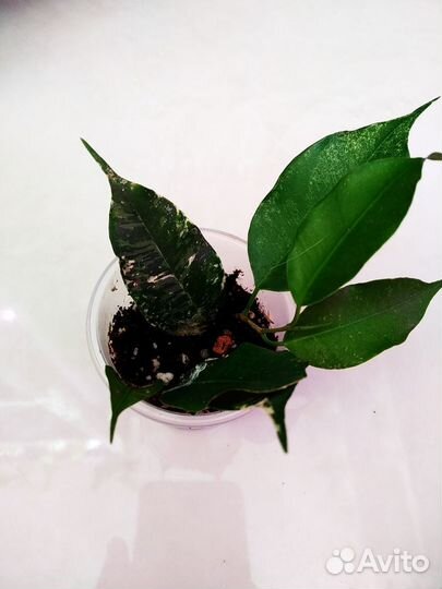 Комнатные растения