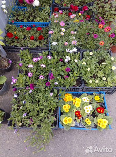 Остеоспермум, Герань и другие летники