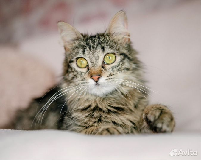 Кошка фенотип сибирской в дар