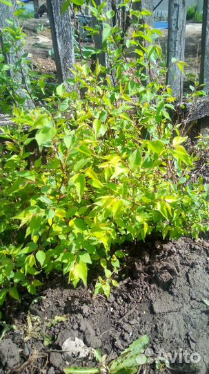 Саженцы абрикоса