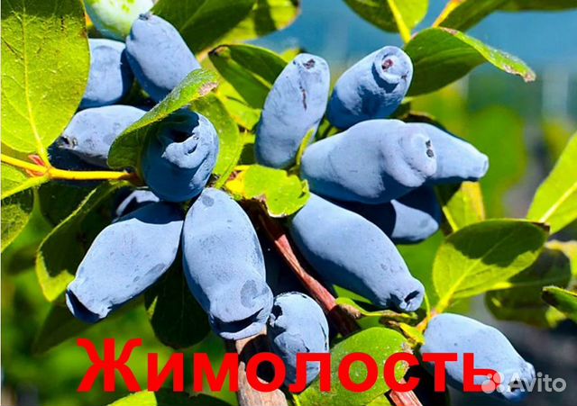 Плодовые Кустарники с доставкой - alena.park