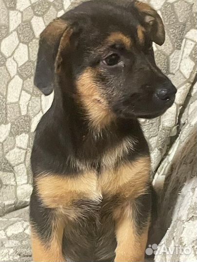 Щенок небольшой коротколапый в добрые руки