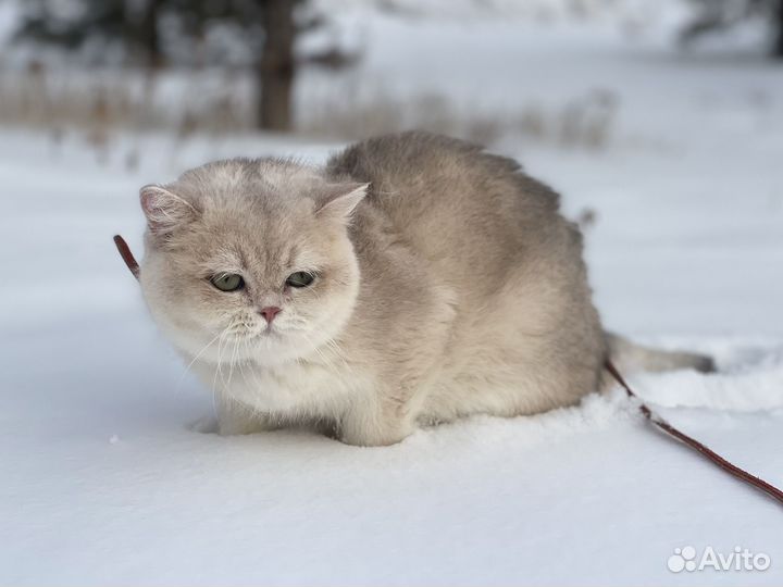 Британская кошечка