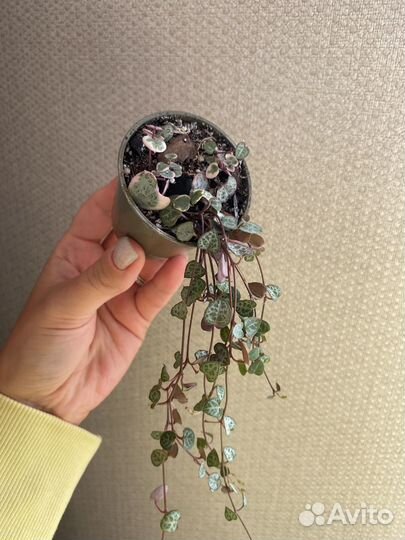 Церопегия вуда