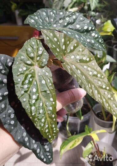 Бегония Макулата