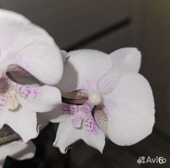 Орхидея фаленопсис на восстановление