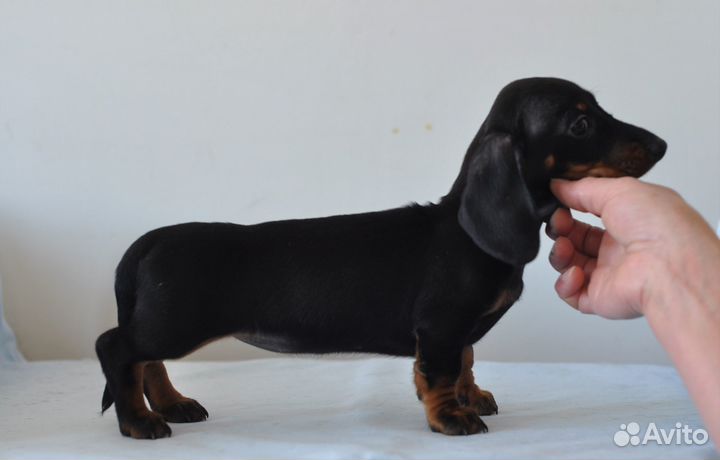 Мини и кроличьи таксы РКФ