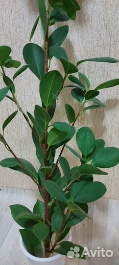 Фикус микрокарпа Ficus Moclame