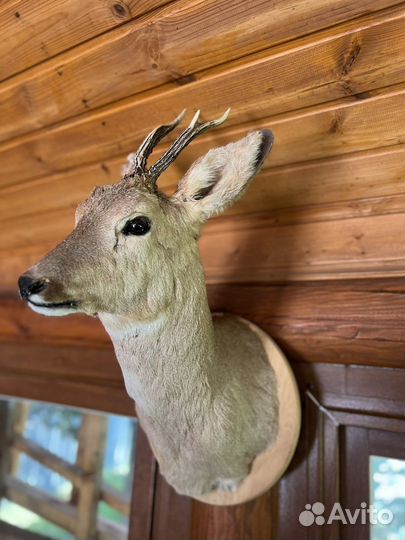 Чучело головы косули