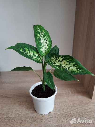 Диффенбахия