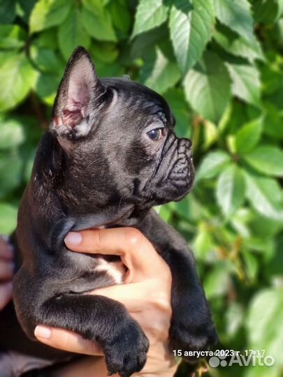 Французский бульдог