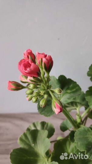 Пеларгония герань