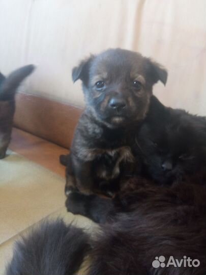 Маленькая собака бесплатно