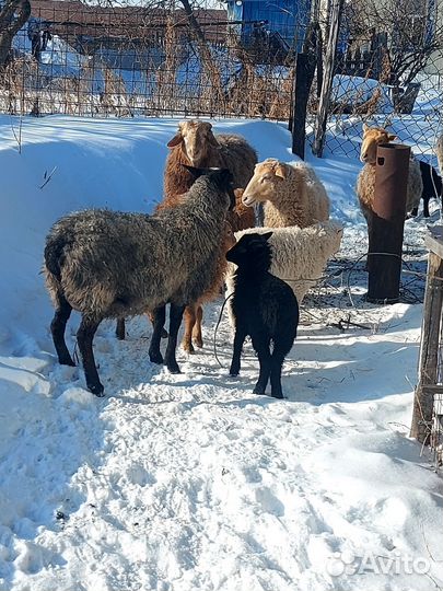 Овцы бараны ягнята