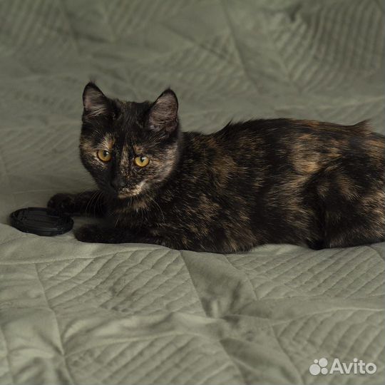 Котёнок - подросток
