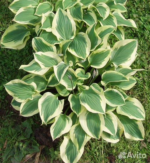 Саженцы (много) Хосты, Ириса, Папоротника