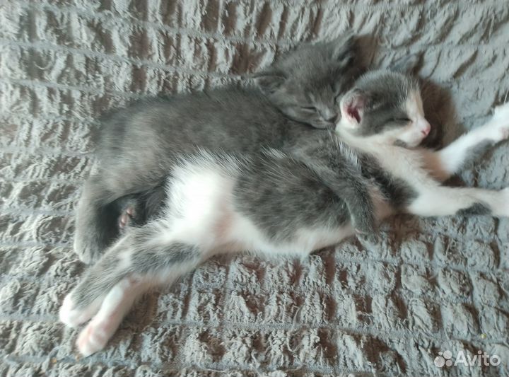 Котята мальчики