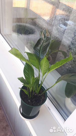 Спатифиллум