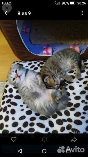 Котик на вязку