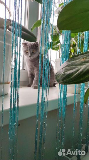 Передержка,выгул